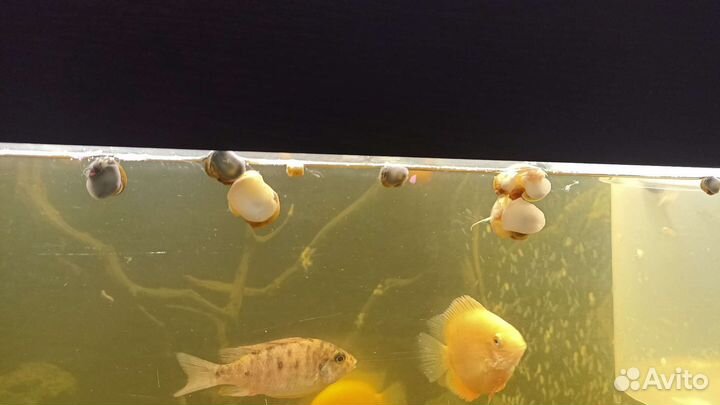 Улитки аквариумные