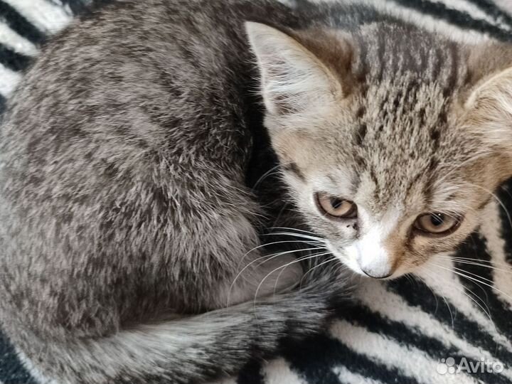 Кот и кошешка