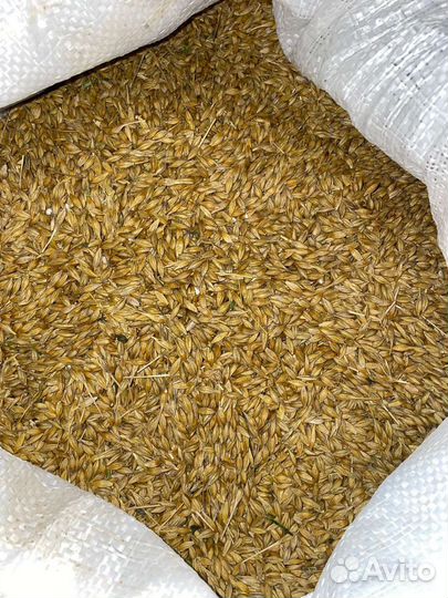 Пшеница и Ячмень