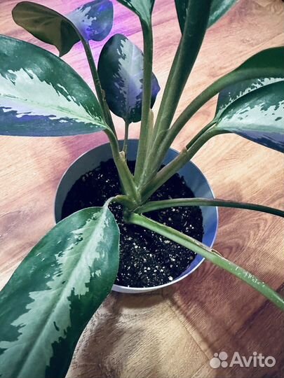 Аглаонема Паттайя Бьюти