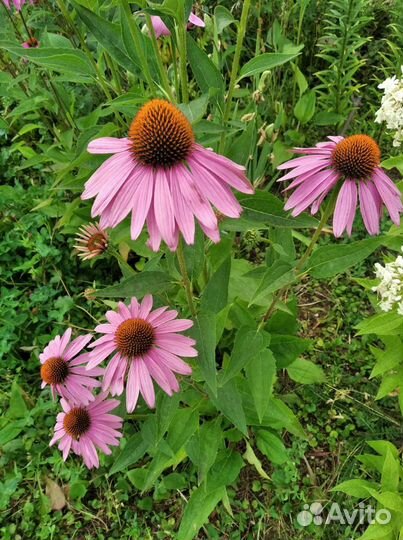 Растения для сада