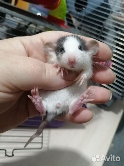 Крыса крысята дамбо