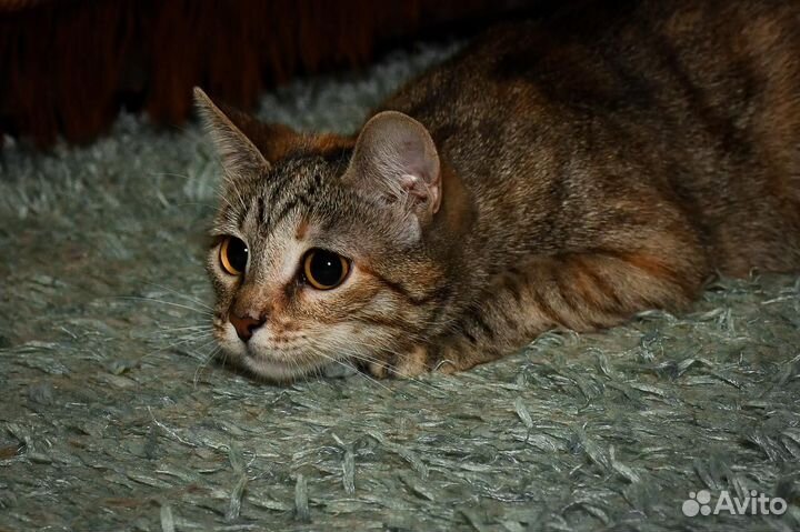 Ласковая кошечка Лиза