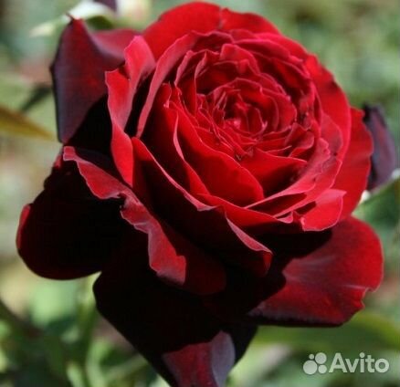 Розы и пионы сортовые (зкс)