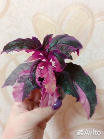 Гинура вариегатная