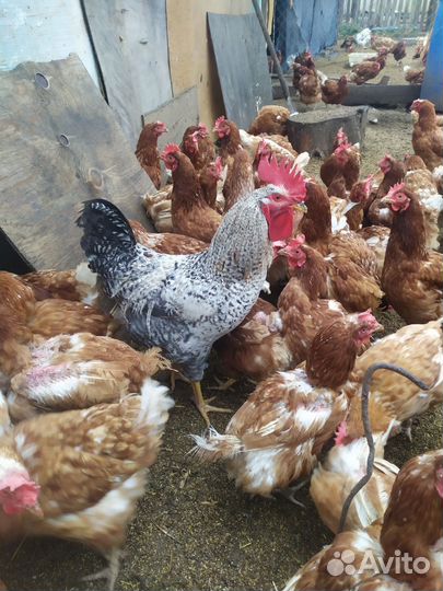 Куры доминант