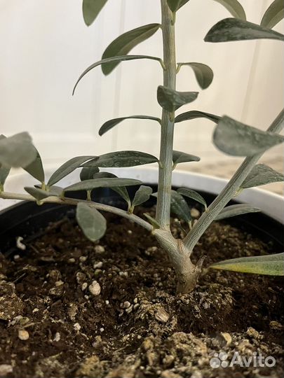 Растение оливкое дерево