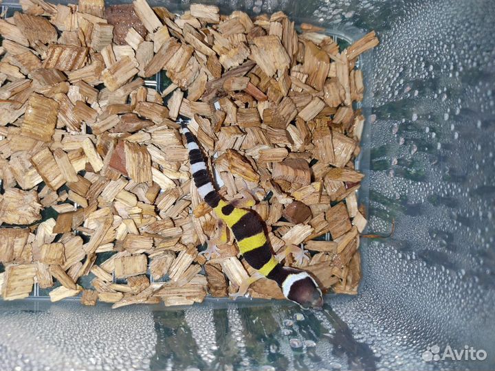 Ящерица эублефары