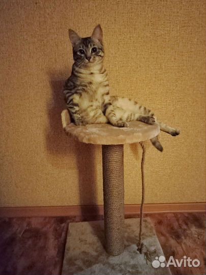 Отдам кота в добрые руки