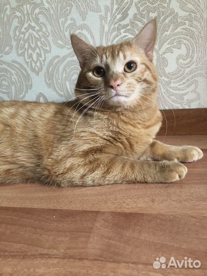 Кот в добрые руки