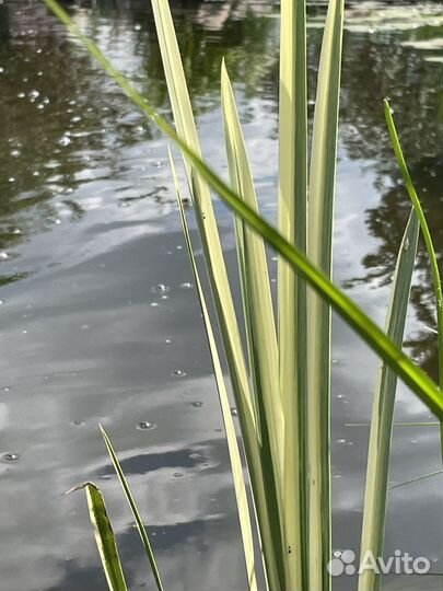 Водные растения