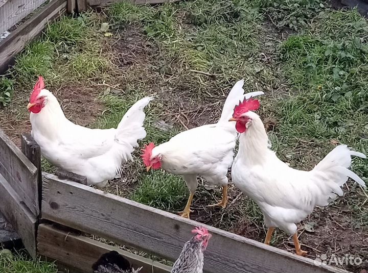Молодые петушки
