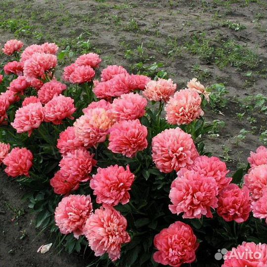 Пион Лорелей