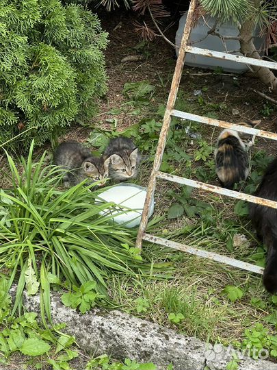 Котята в добрые руки