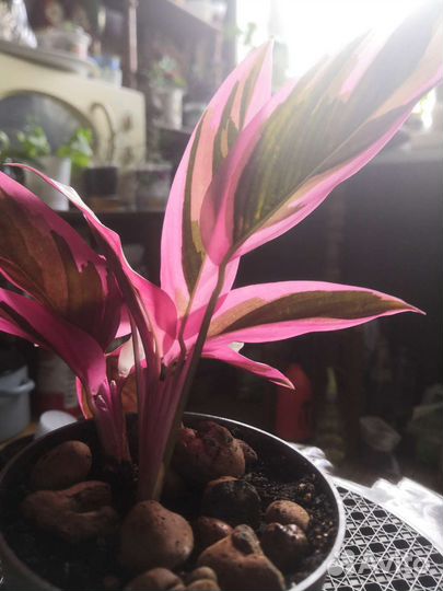 Строманта триколор