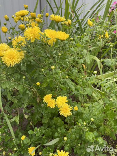 Астры, хризантемы