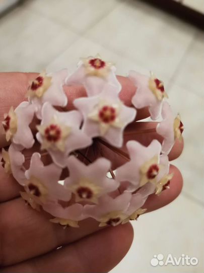 Хойя двух видов