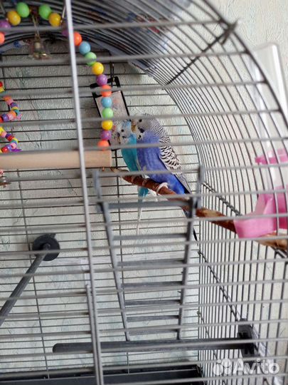 Волнистые попугаи с клеткой