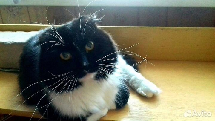 Котик в добрые руки