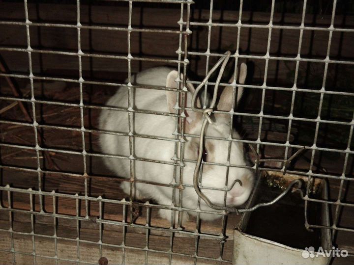 Кролик
