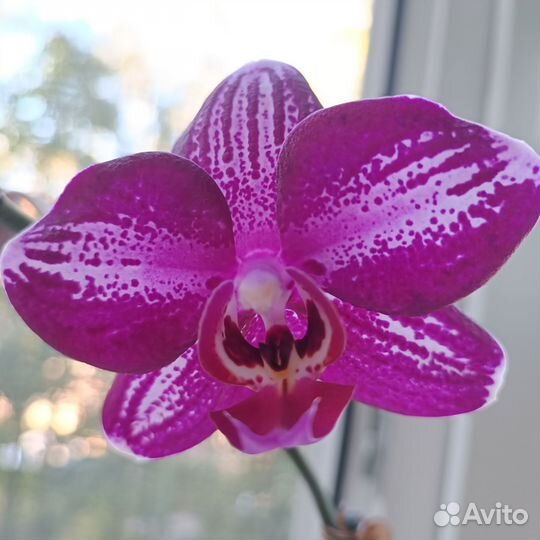 Орхидея фаленопсис