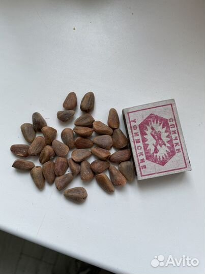 Корейский кедр