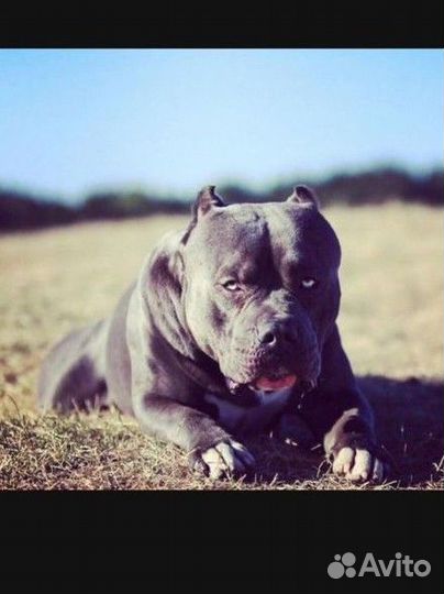 Вязка кобель Американский булли XL