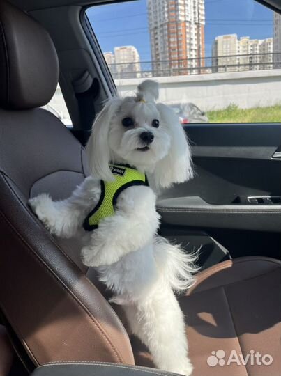 Мальтезе кобель для вязки