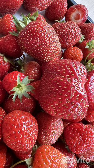 Кустики клубники/ усы клубники