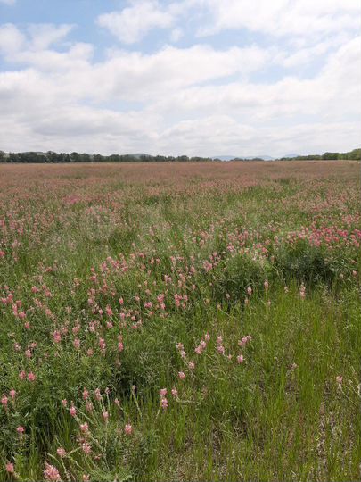 Участок 8,5 га (СНТ, ДНП)