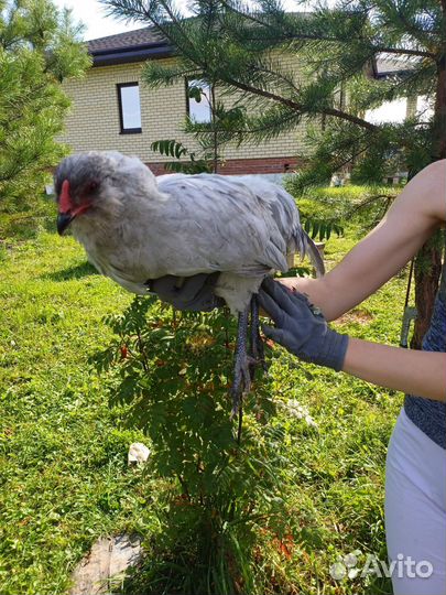 Петушок Амераукана лаванда