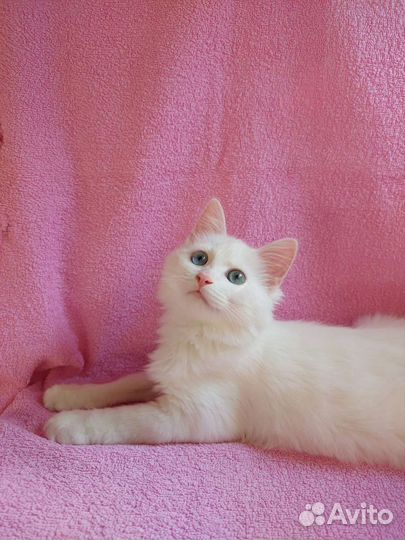 Котята без породы