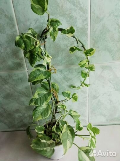 Редкие виды комнатных растений