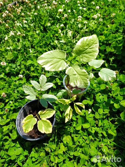 Сныть пестролистная