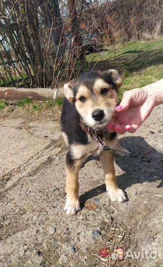 Мила в добрые руки, щенки