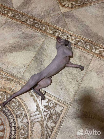 Вязка кот сфинкс