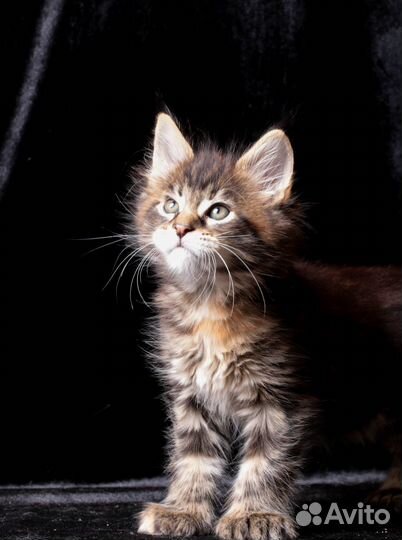 Мейн-кун котенок, Полидактная мраморная черепашка