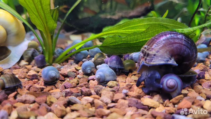 Улитки аквариумные ампулярии