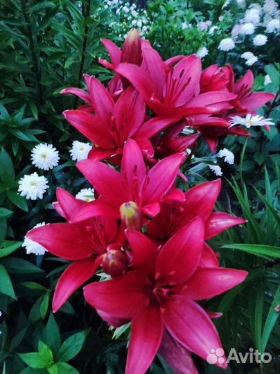 Многолетние цветы для сада