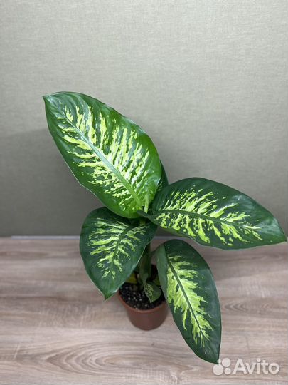 Dieffenbachia seguine Tropic Snow