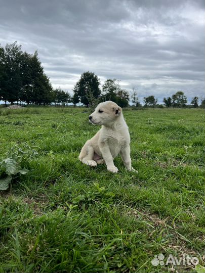 Щенки алабая