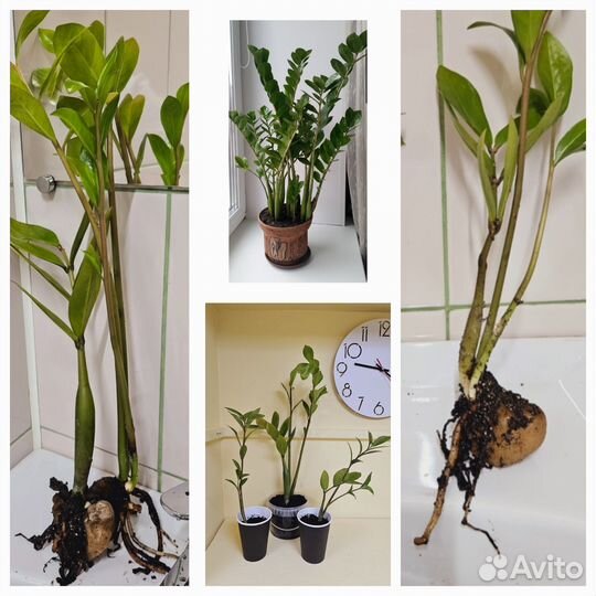 Замиокулькас