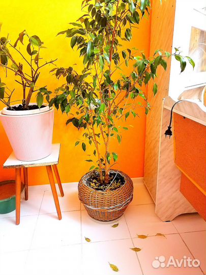 Фикус бенджамина