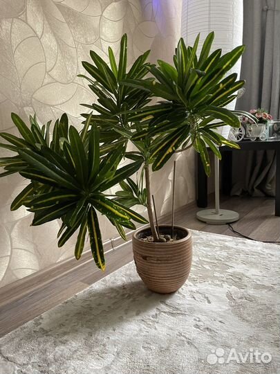 Кротон Санни