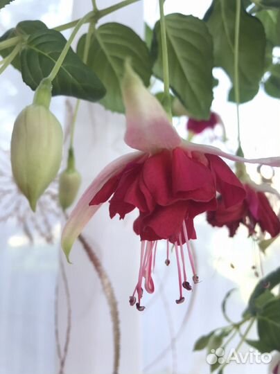 Фуксия сортовая