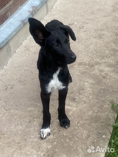 Собака щенок девочка сука бесплатно добрые руки