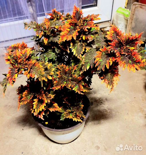 Колеусы сортовые