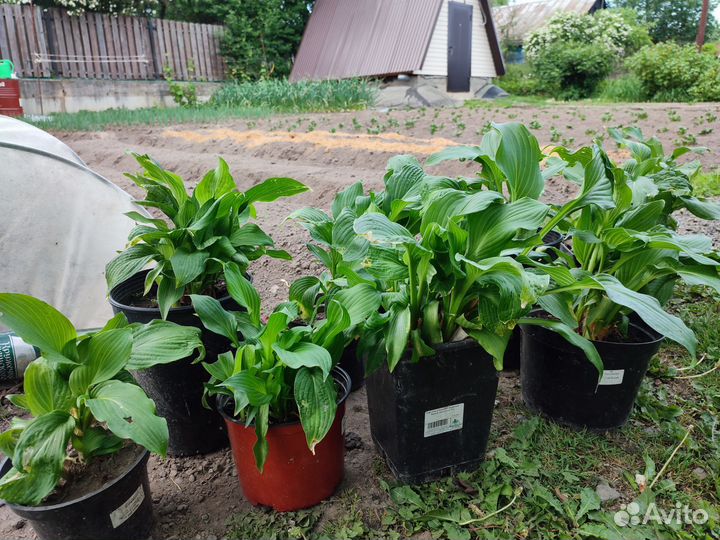 Хоста растение