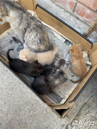 Котята в добрые руки