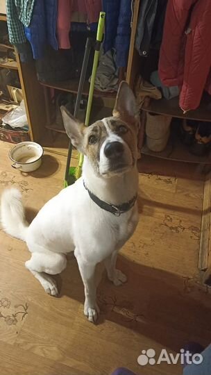 Отдам в добрые руки